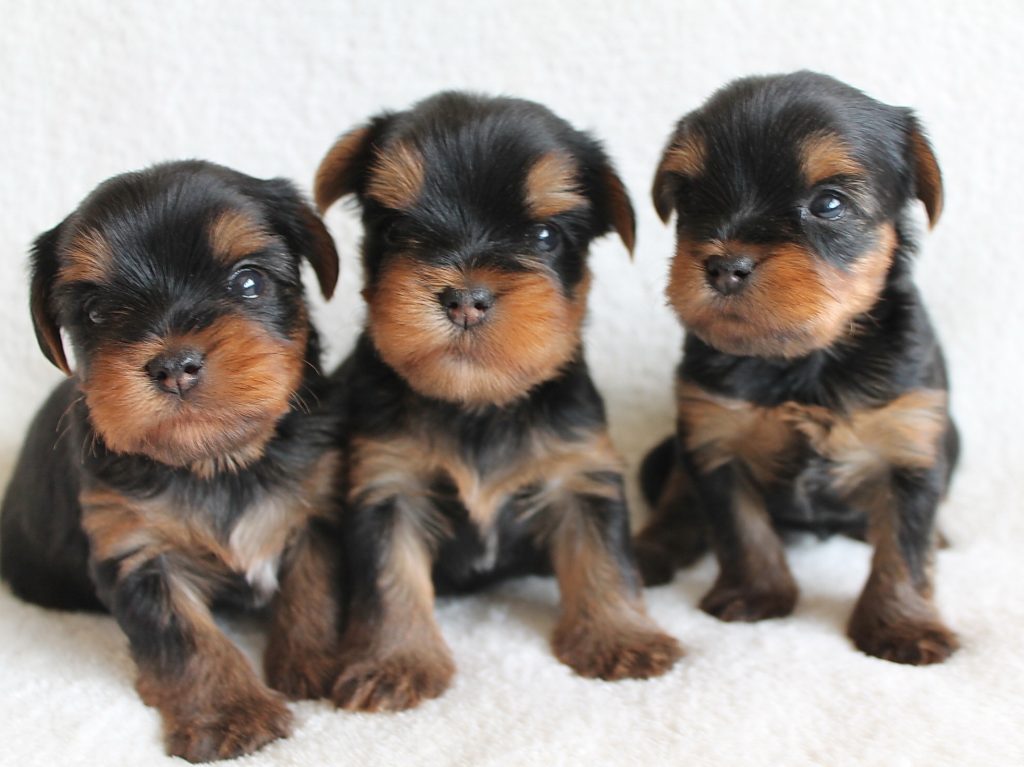 Hündin, Rüde, Hündin