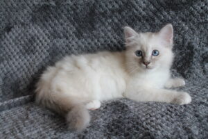 Louis