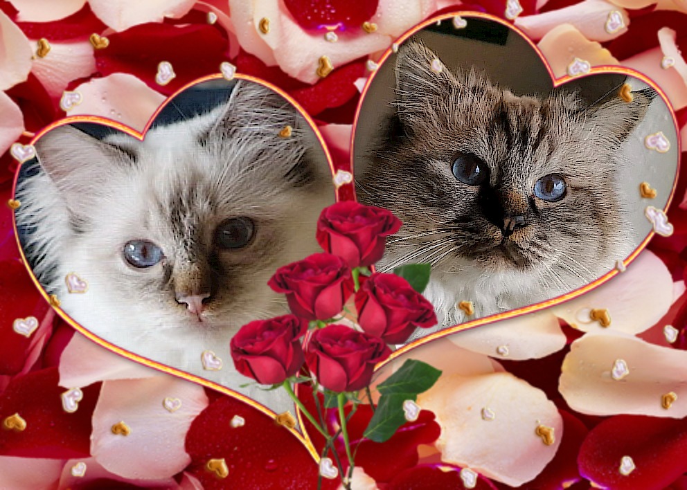 Fiona & Francis
