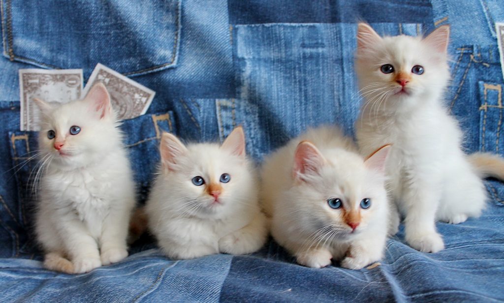Quasty, Quatro, Quando, Quinty