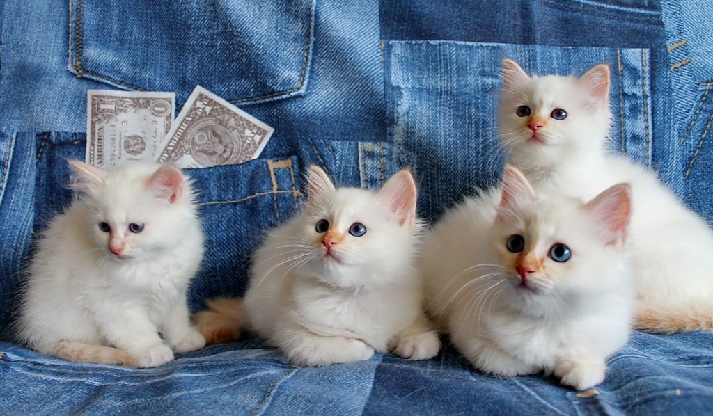 Quasty, Quatro, Quando, Quinty
