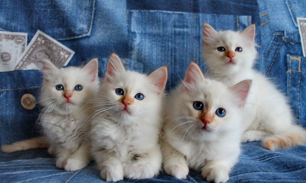 Quasty, Quatro, Quando, Quinty