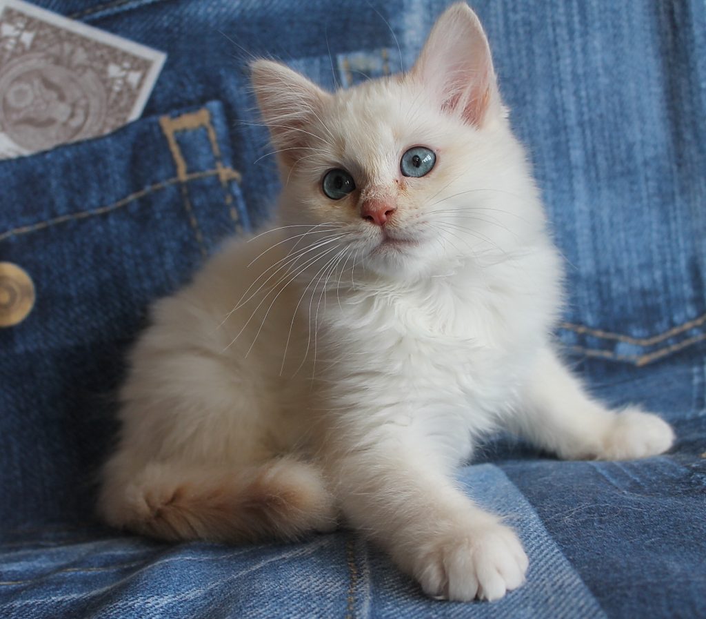 Peaches