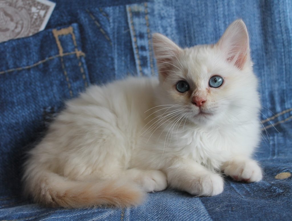 Peaches