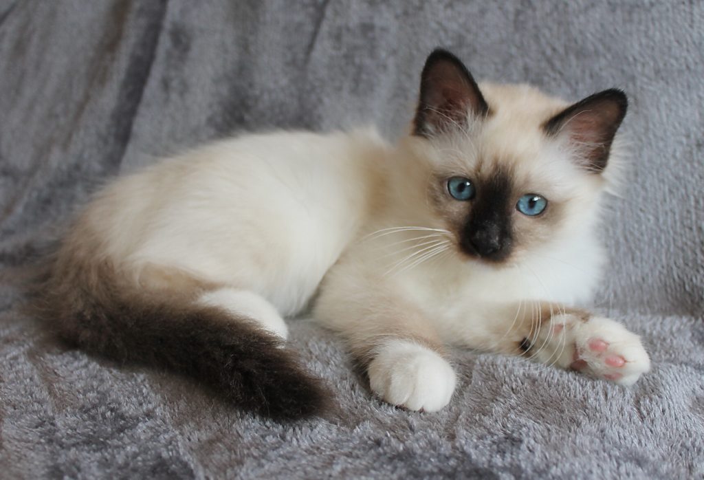 Filou