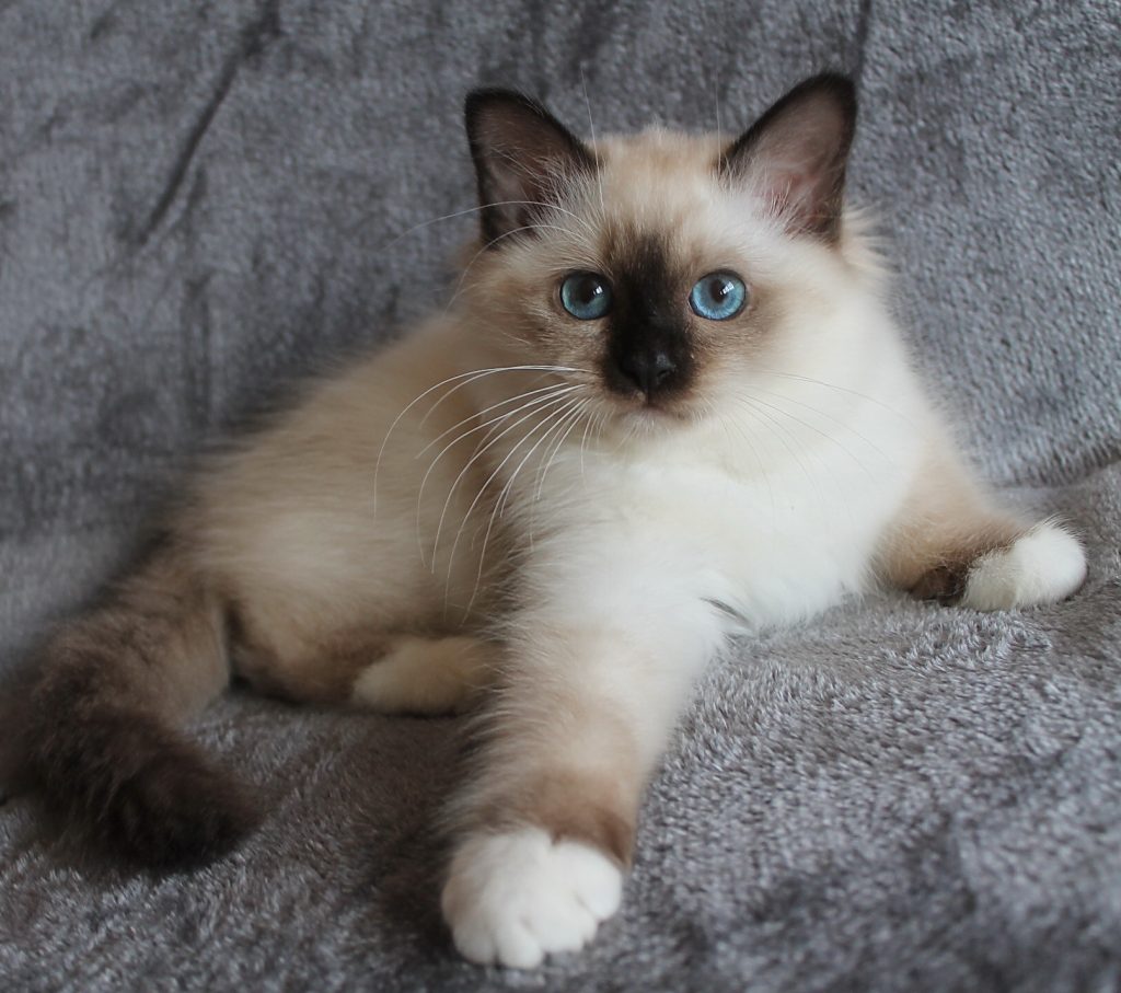 Bella