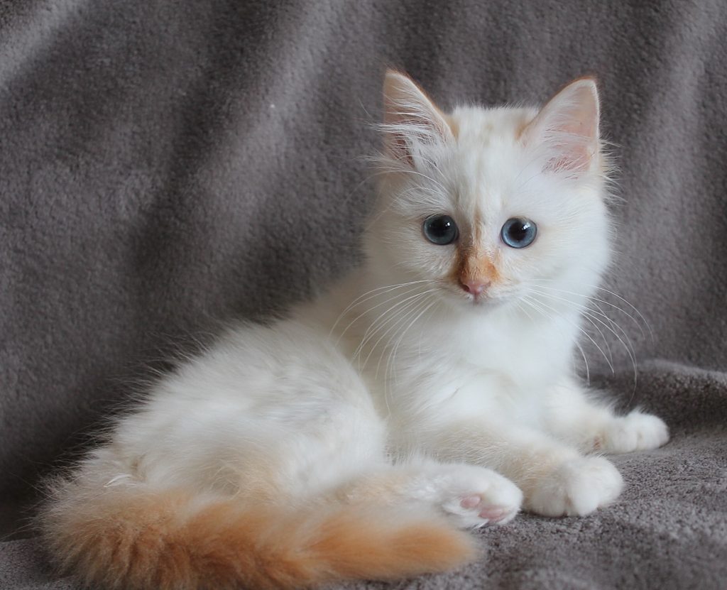 Gismo