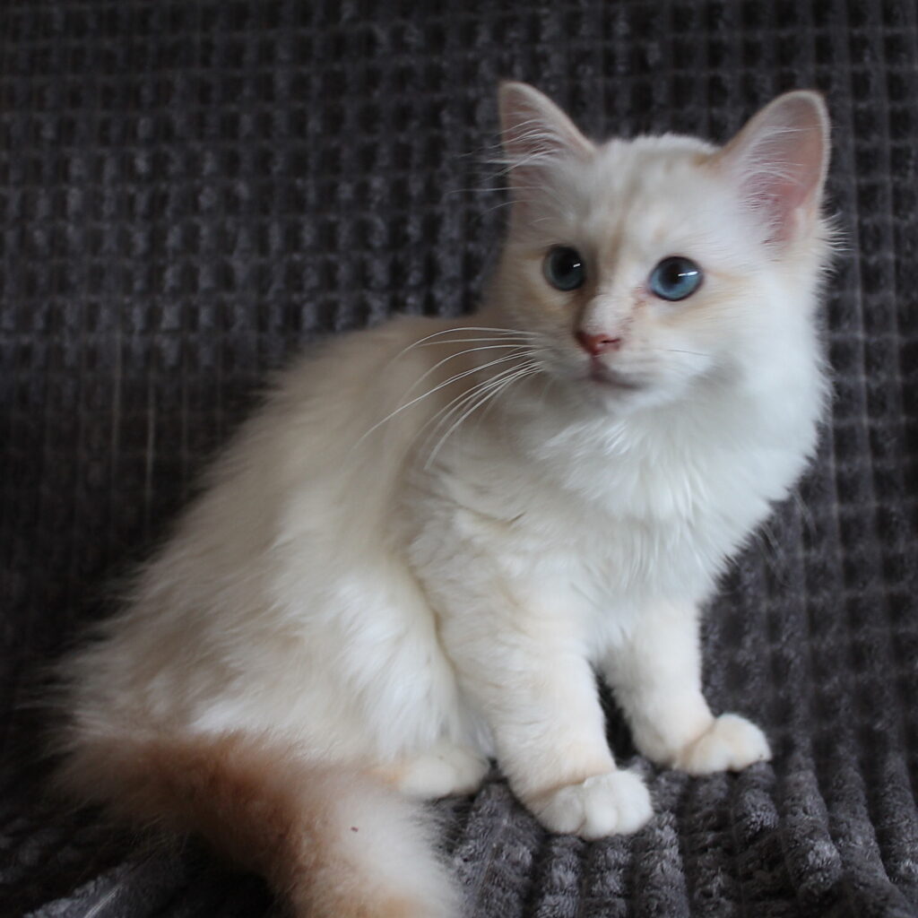 Ginger