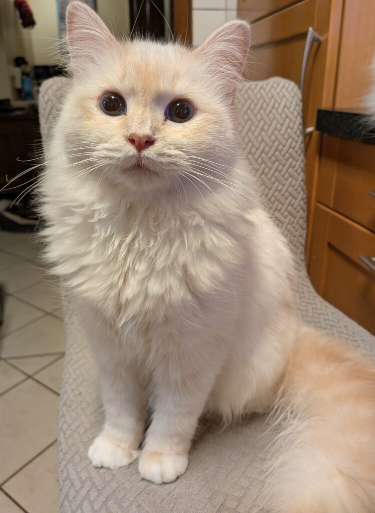 Ginger