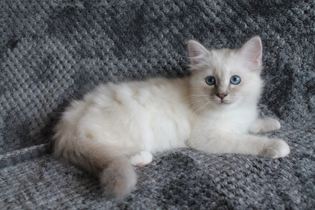Louis