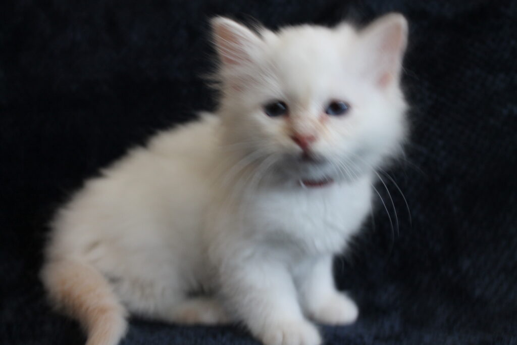 Kessy